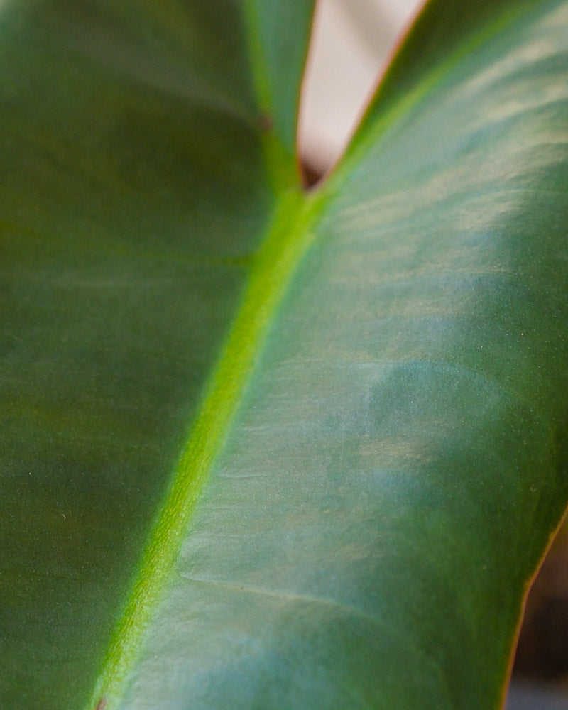 feey-philodendron-atabapoense-rarit-t-halbschattig image 5