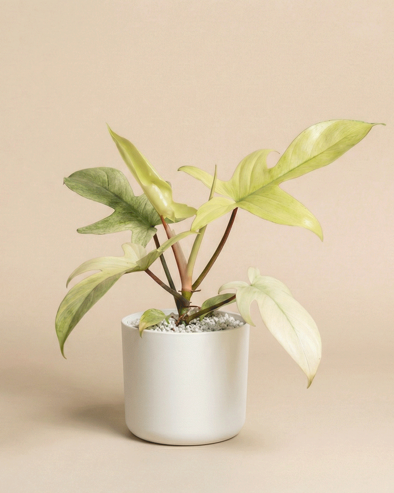 feey-philodendron-florida-ghost-zimmerpflanze-rarit-t image 6