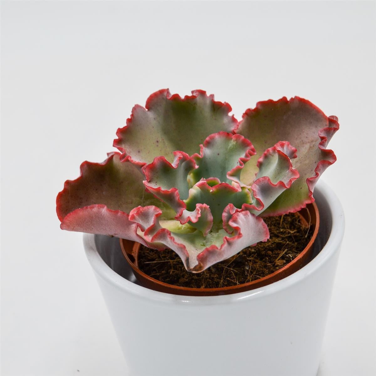 pasiora-echeveria-dicks-pink-rosetten-sukkulente-8-5cm image 2
