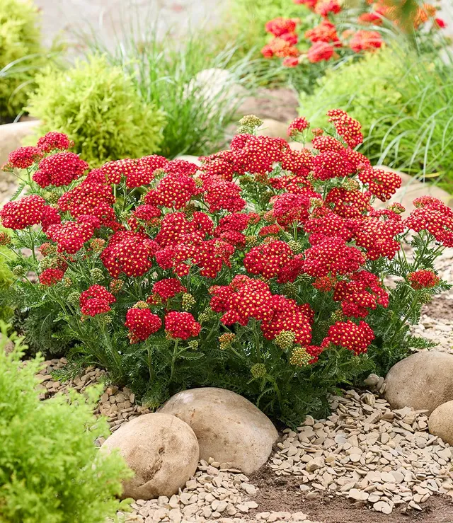 baldur-garten-achillea-short-red-2-pflanzen-im-9x9cm-topf image 1
