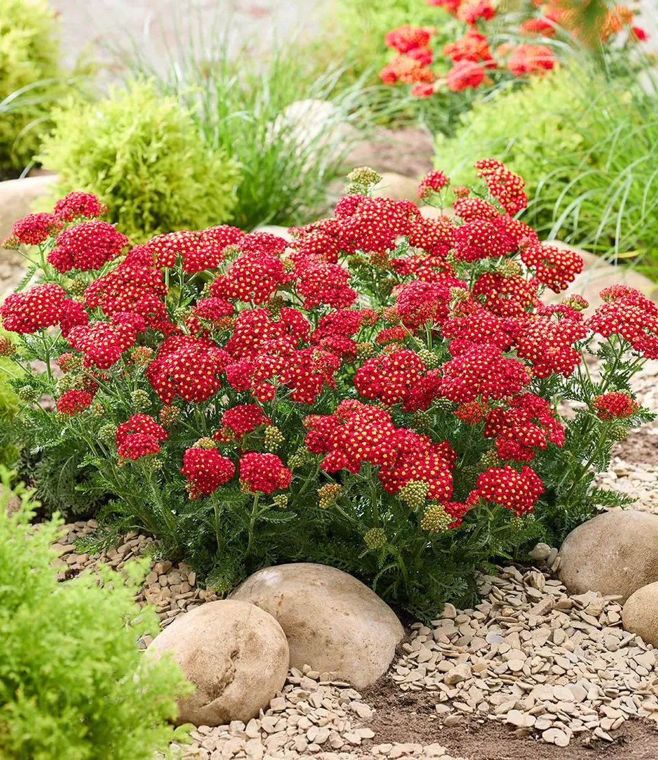 baldur-garten-achillea-short-red-2-pflanzen-im-9x9cm-topf image 1