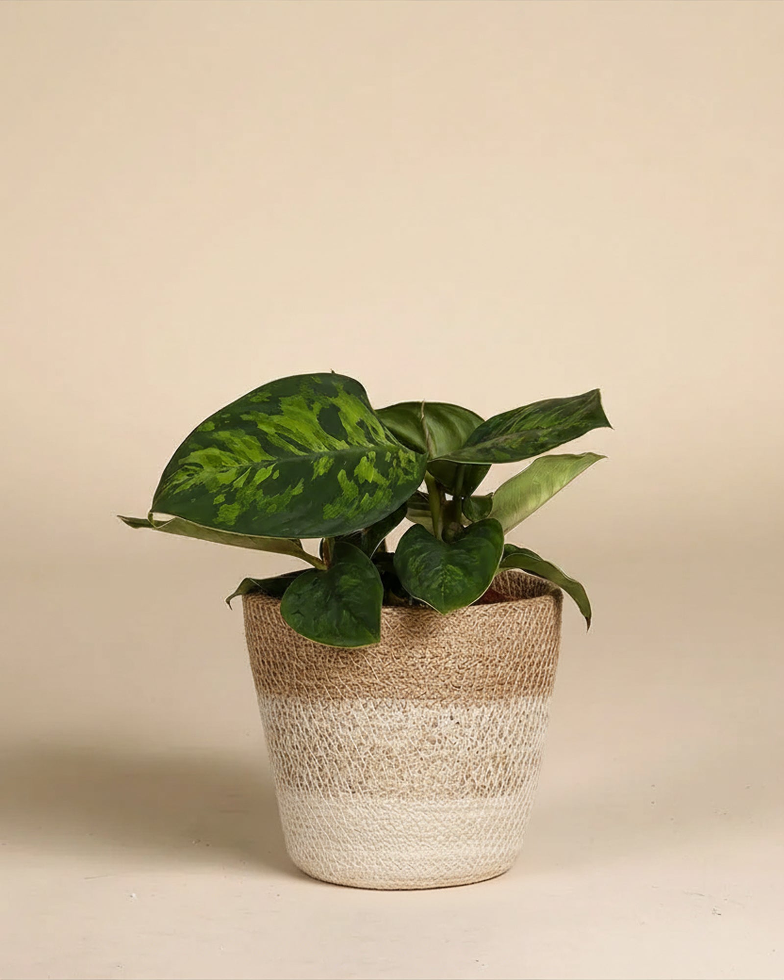 feey-homalomena-camouflage-zimmerpflanze image 7