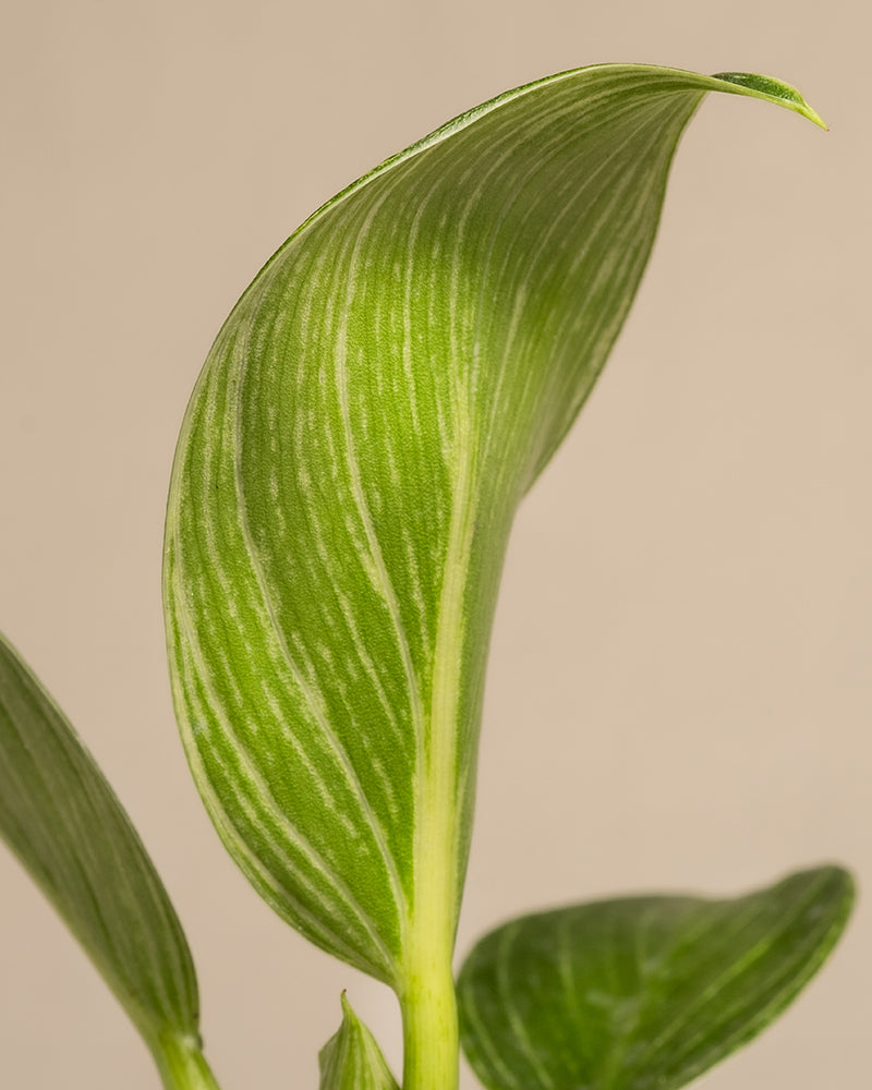 feey-babypflanzen-f-rs-badezimmer-3er-set-philodendron-white-measure-calathea-vi image 7