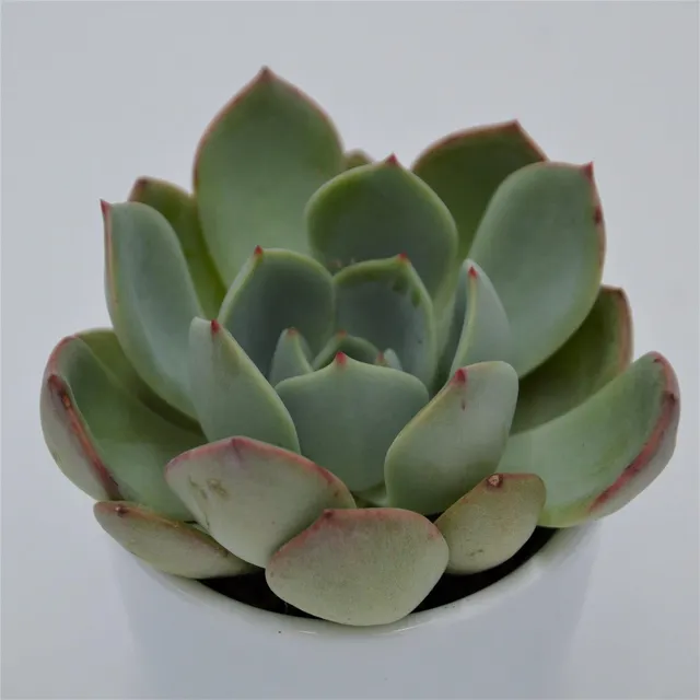 pasiora-echeveria-salmon-echeverie-hybrid-6cm image 1