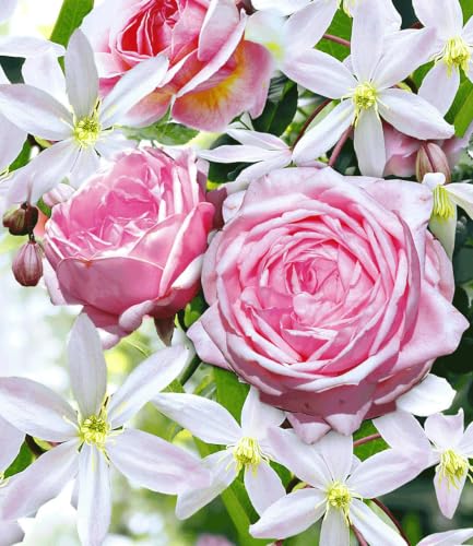 baldur-garten-2er-set-clematis-armandii-rose-nah-ma image 6