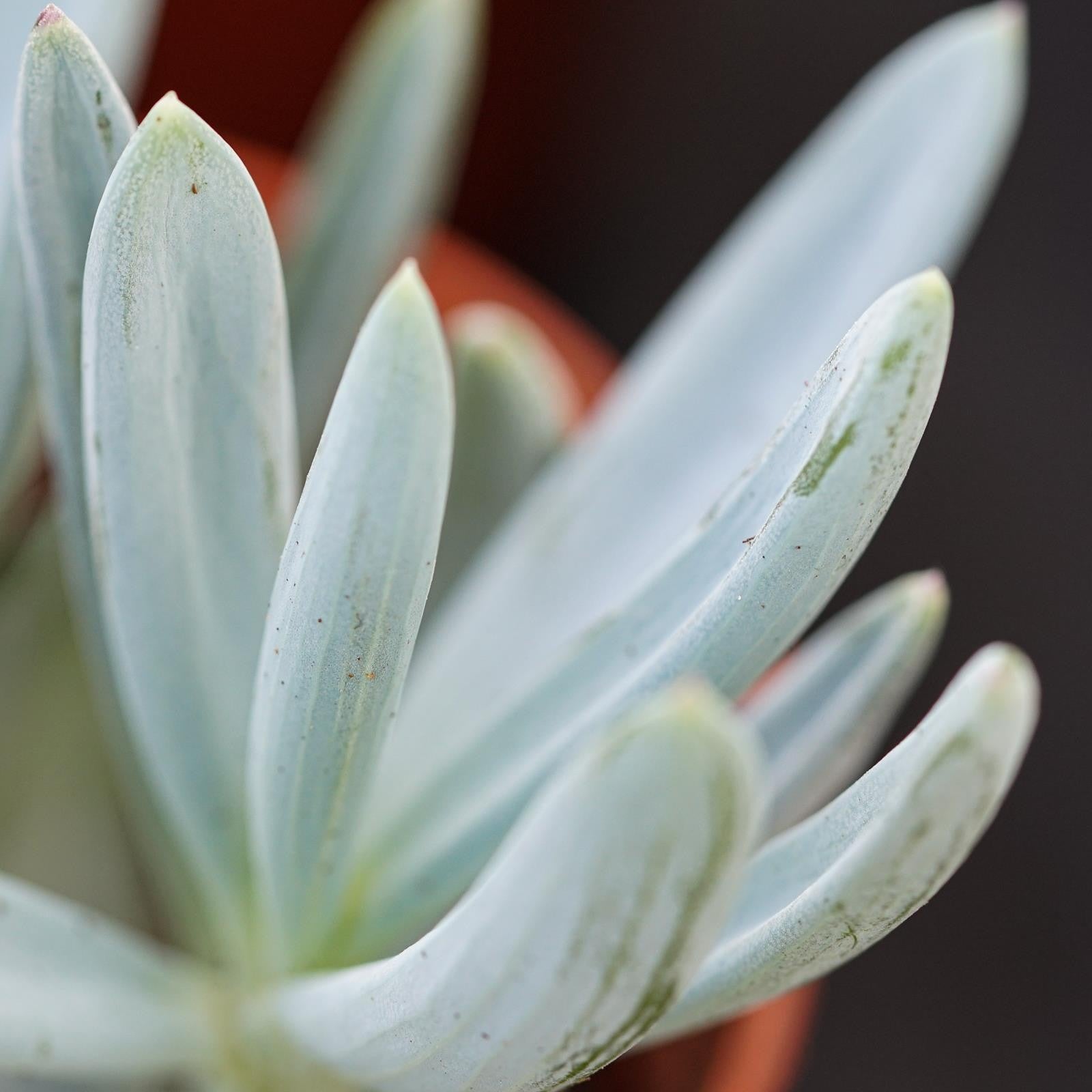 pasiora-senecio-ficoides-sukkulente-im-6cm-topf image 5
