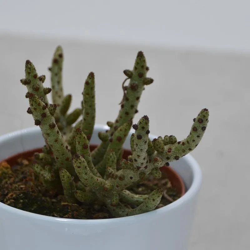pasiora-tylecodon-buchholzianus-rarit-t-8-5cm-topf image 1