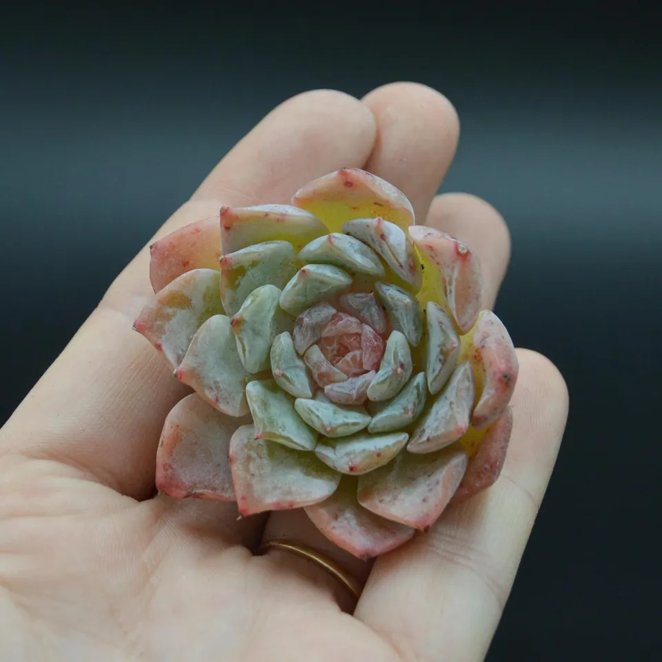 pasiora-echeveria-hyalina-x-orange-monroe-steckling image 1