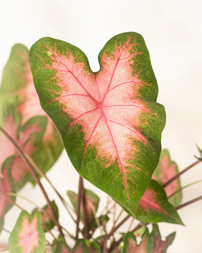 feey-caladium-kathleen-zimmerpflanze image 2