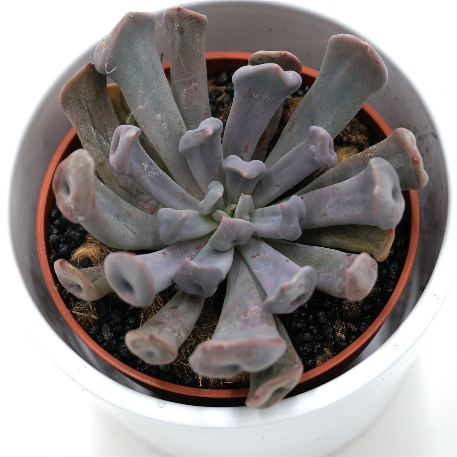 pasiora-x-graptoveria-lilac-spoons-sukkulente-8-5cm image 2