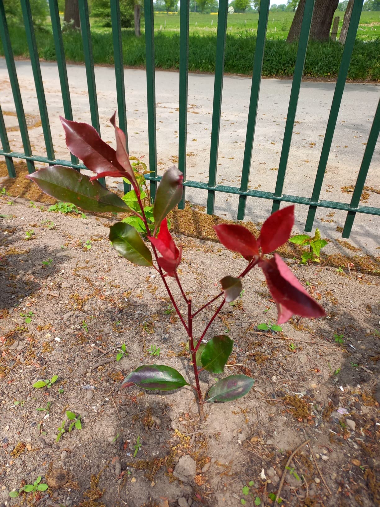 Schöner Kontrast im Garten