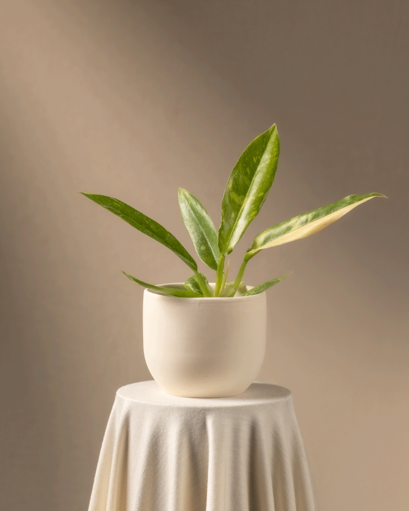 feey-philodendron-ring-of-fire-babypflanze-rarit-t image 6