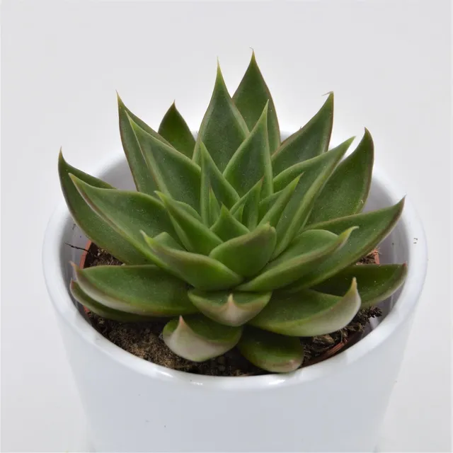 pasiora-echeveria-green-ebony-sukkulente-8-5-cm-topf image 1