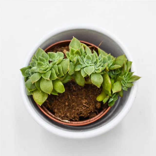 pasiora-echeveria-gilva-cristata-sukkulente-5-5-cm-topf image 1