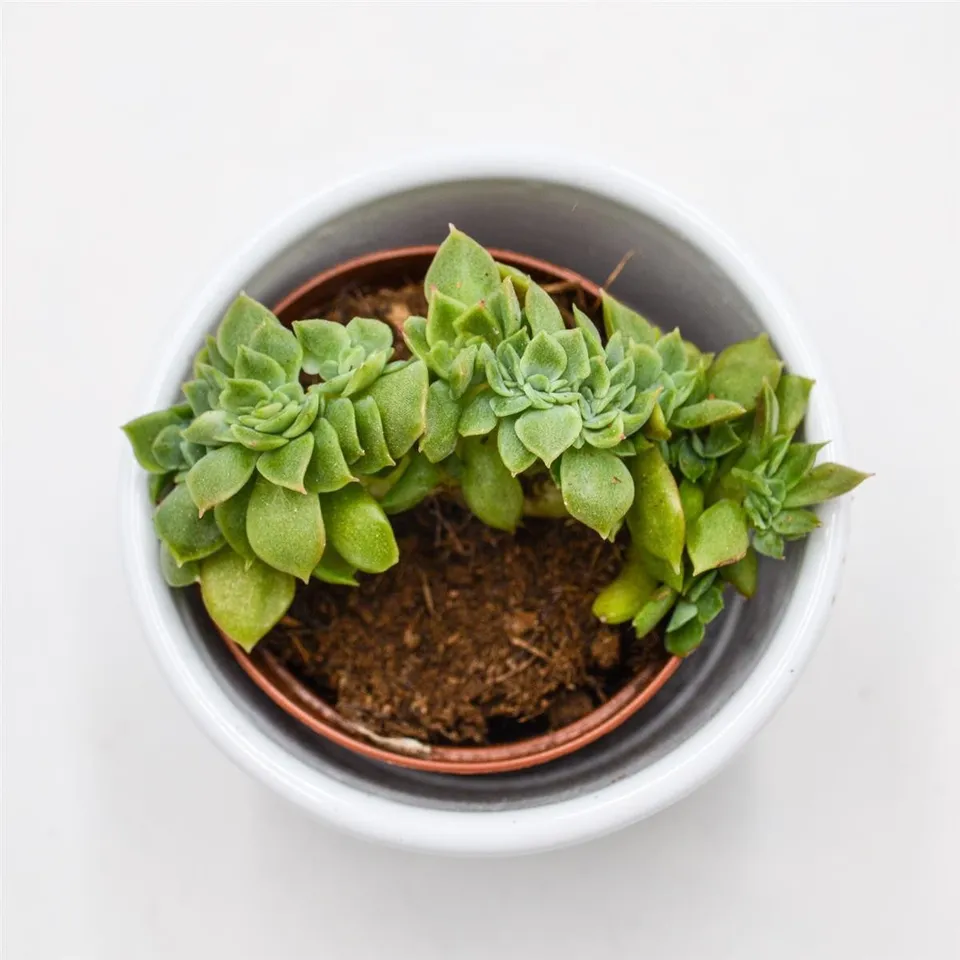 pasiora-echeveria-gilva-cristata-sukkulente-5-5-cm-topf image 1
