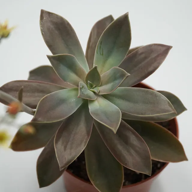 pasiora-x-graptoveria-fred-ives-sukkulente-14cm-topf image 1