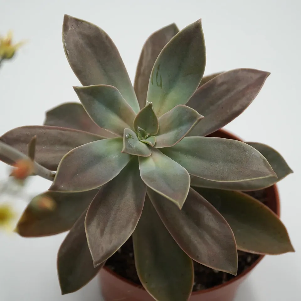 pasiora-x-graptoveria-fred-ives-sukkulente-14cm-topf image 1