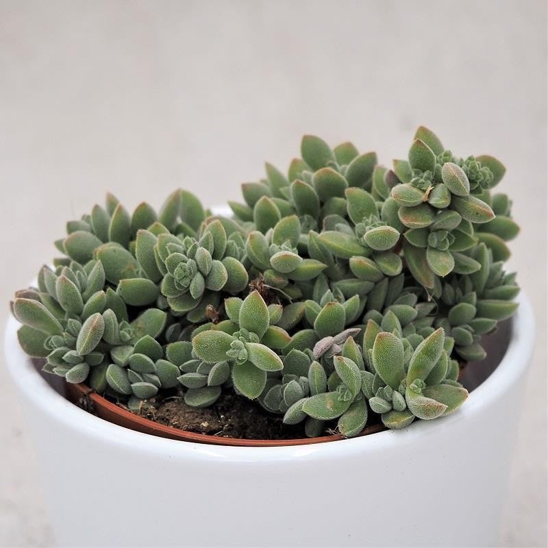 pasiora-crassula-lanuginosa-sukkulente-8-5-cm-topf image 1
