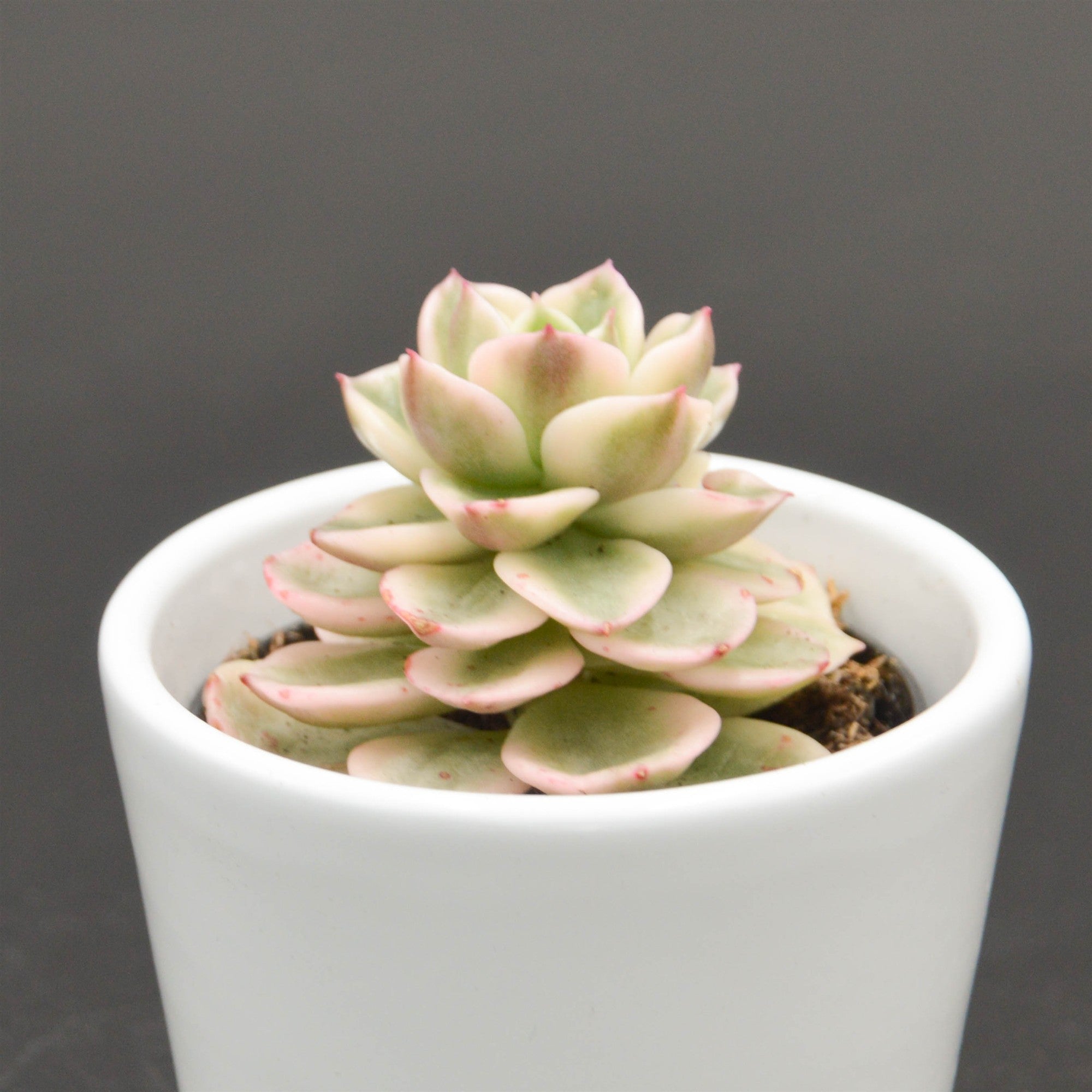 pasiora-x-sedeveria-rolly-f-variegata-sukkulente-6cm-topf image 2