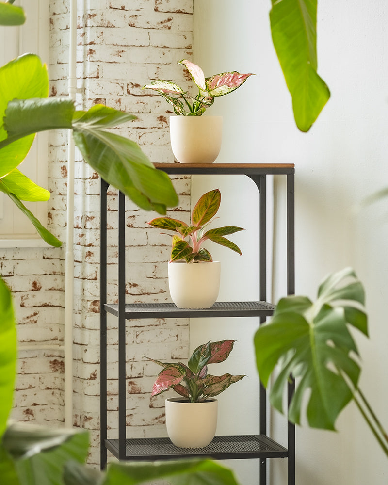 feey-buntes-aglaonema-trio-3x-zimmerpflanze image 4