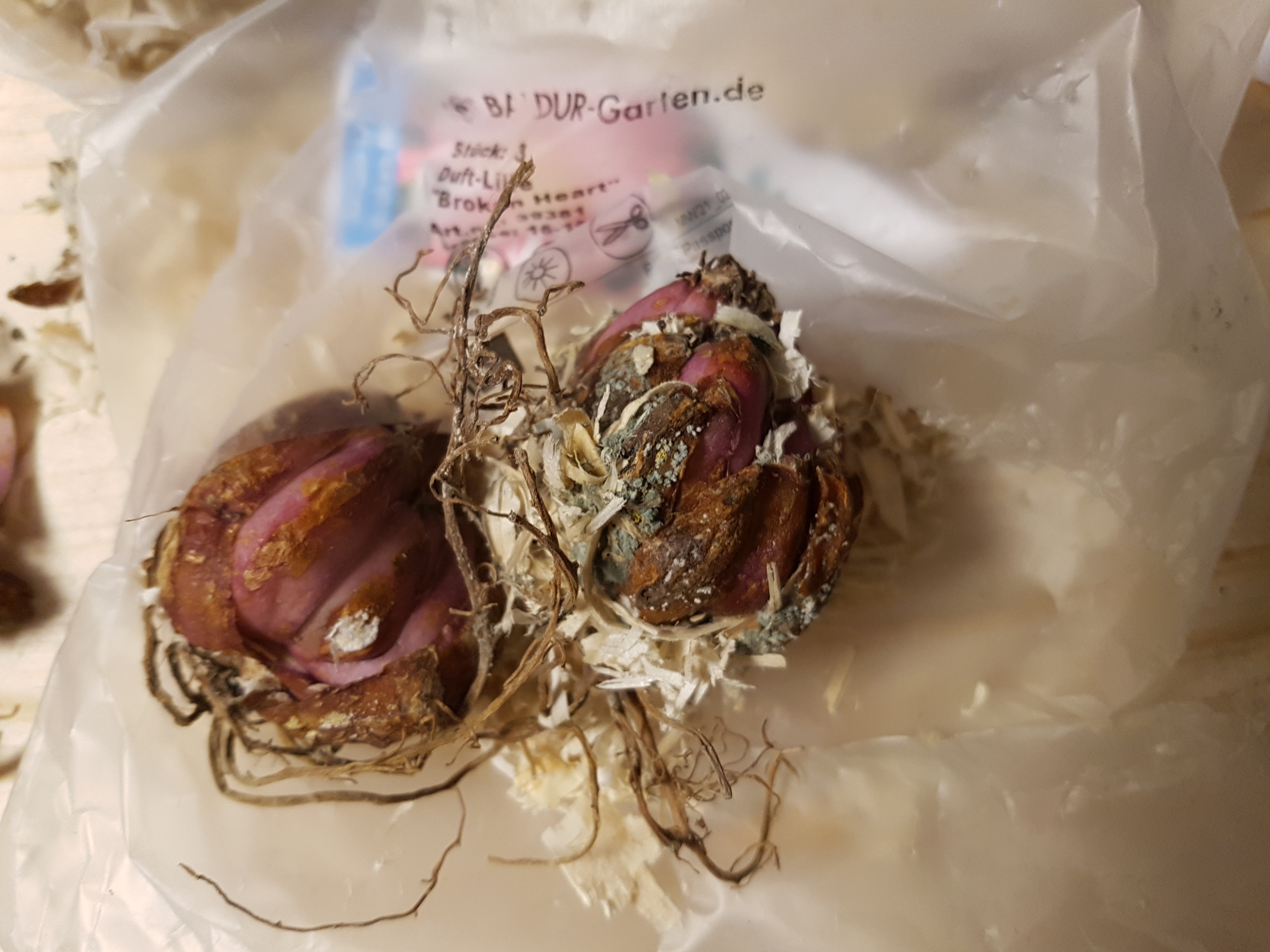 Blickfang im Beet