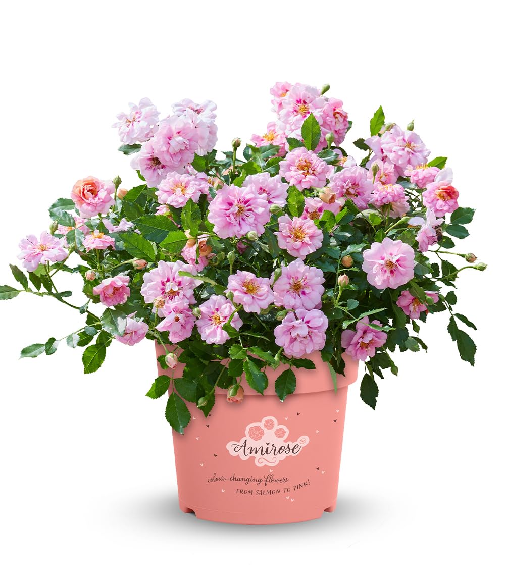 baldur-garten-rose-amirose-zwergrose-im-14-cm-topf image 5