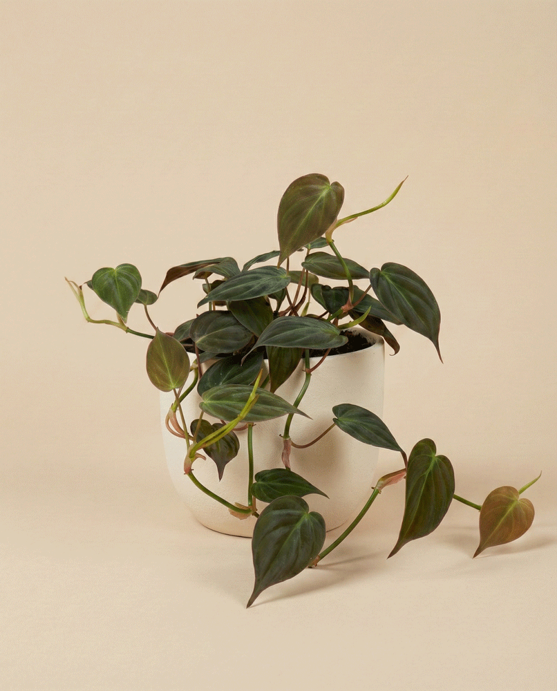 feey-philodendron-micans-samtbl-ttriger-baumfreund-zimmerpflanze image 5