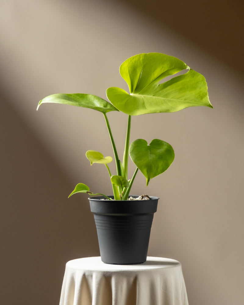 feey-monstera-cheesy-fensterblatt-rarit-t image 3