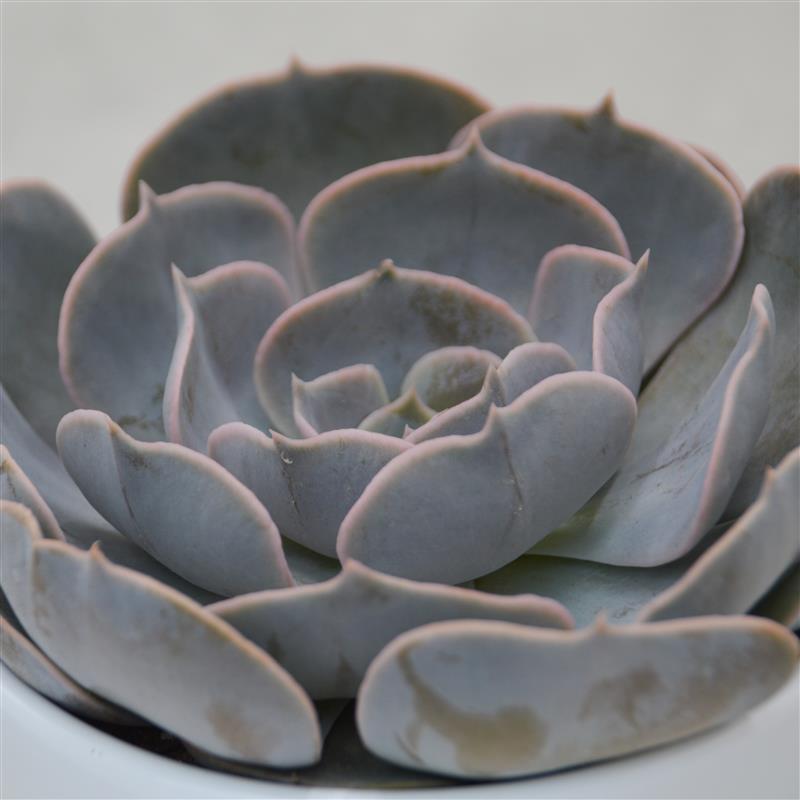 pasiora-echeveria-pollux-echeverie-sukkulente-10-5cm image 1