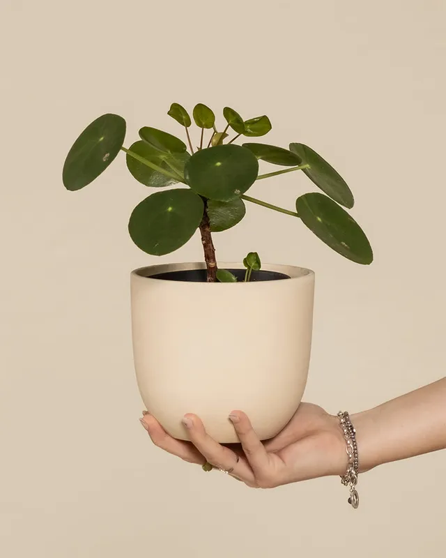 feey-ufopflanze-b-umchen-pilea-peperomioides-pancake-plant-klein image 1