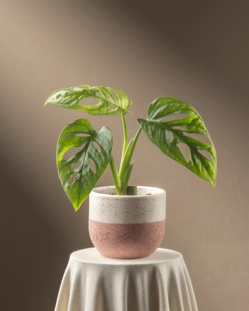 feey-monstera-adansonii-mint-babypflanze-panaschiert image 6