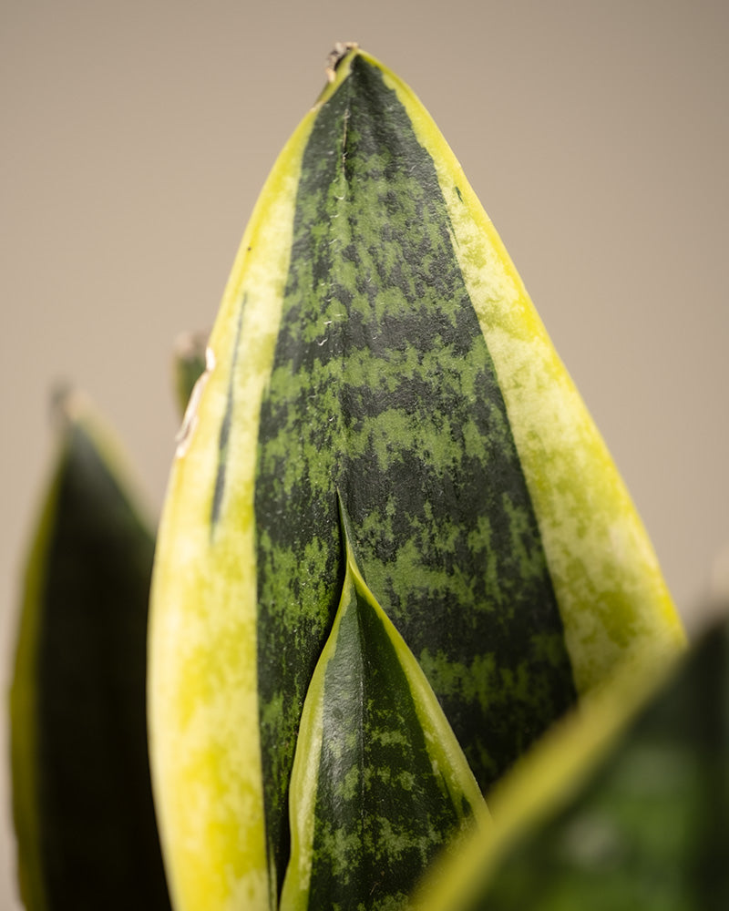 feey-kleine-schwiegermutterzunge-sansevieria-trifasciata-laurentii image 5
