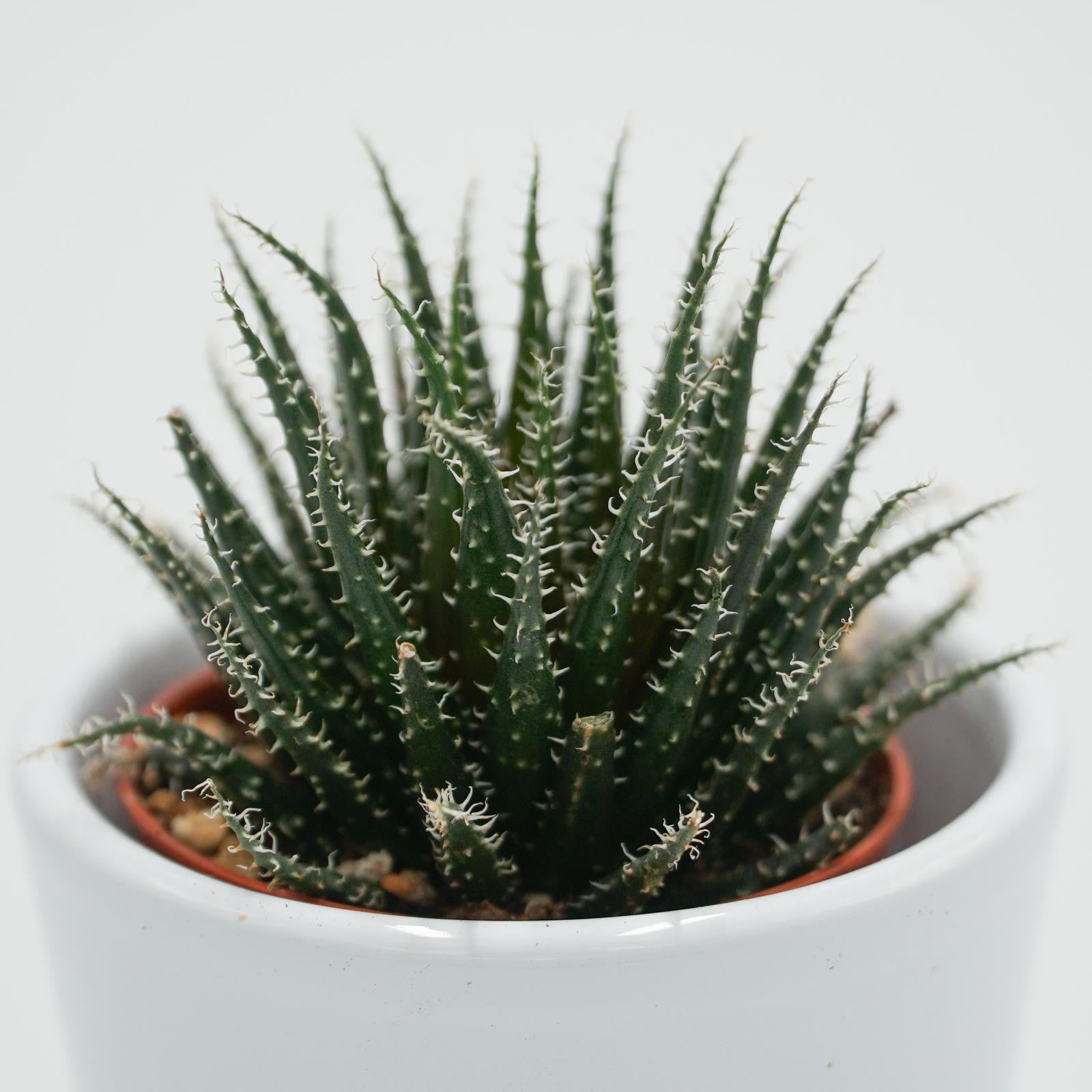 pasiora-aloe-haworthioides-sukkulente-5-5-cm-topf image 5