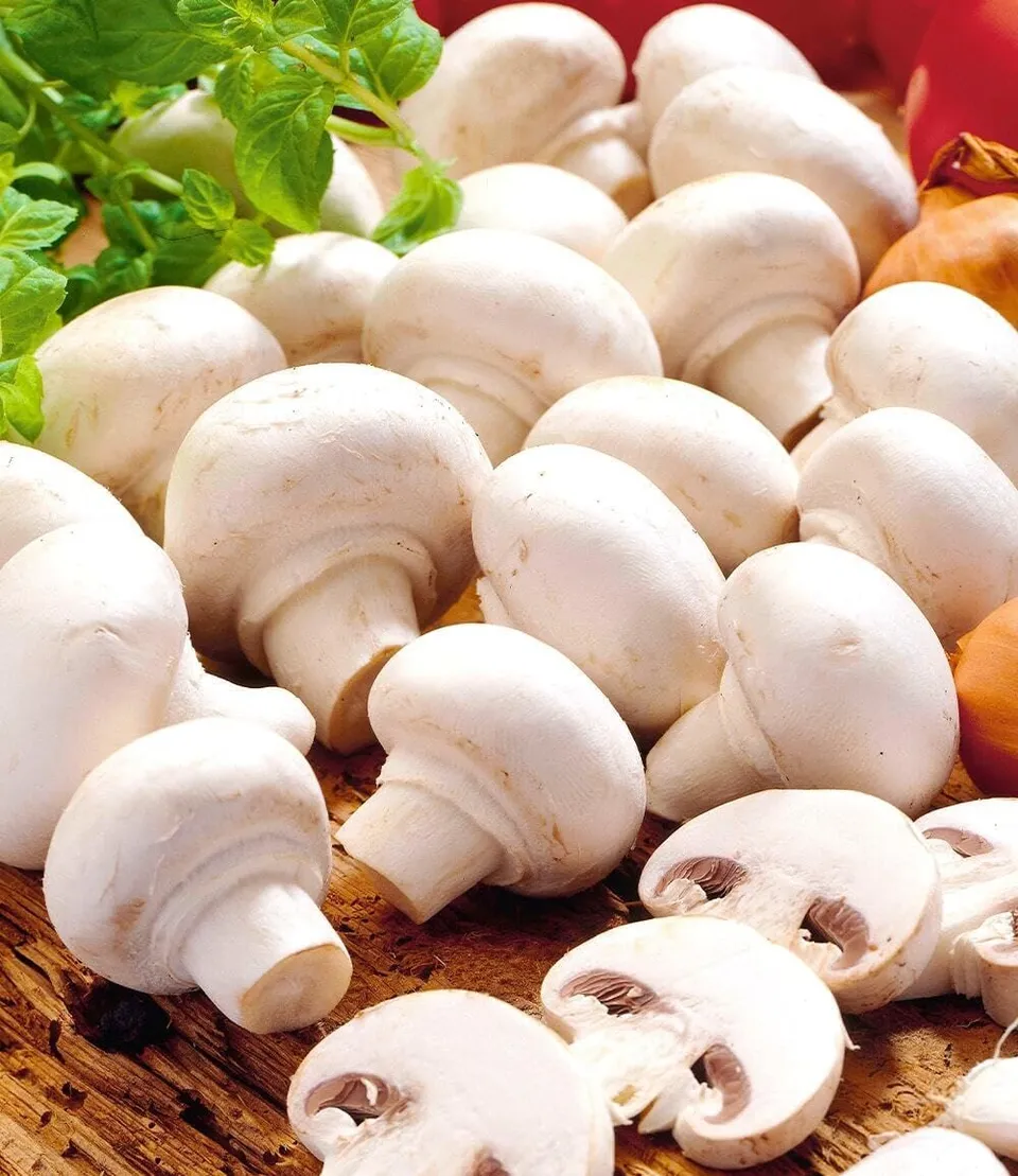baldur-garten-wei-e-edel-champignons-kulturset-7-5-l image 1
