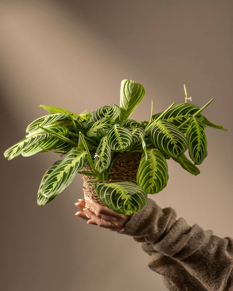 feey-maranta-lemon-lime-rarit-t-prayer-plant image 1