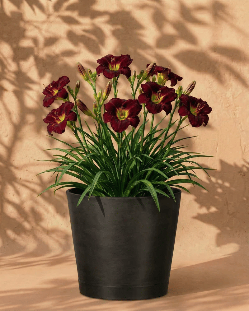 feey-hemerocallis-weinrot-taglilie-knollenpflanze-f-r-garten-und-k-bel image 6