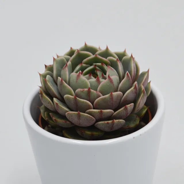 pasiora-echeveria-ben-badis-sukkulente-im-6cm-topf image 1