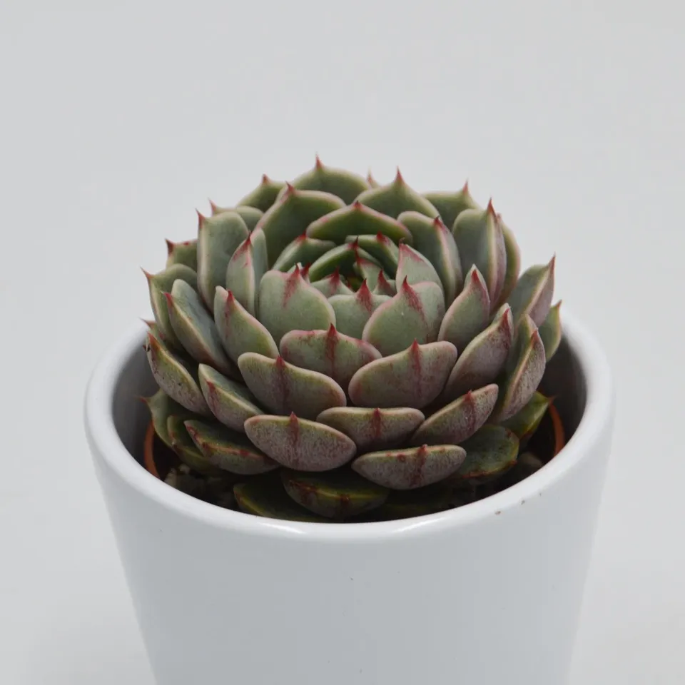 pasiora-echeveria-ben-badis-sukkulente-im-6cm-topf image 1