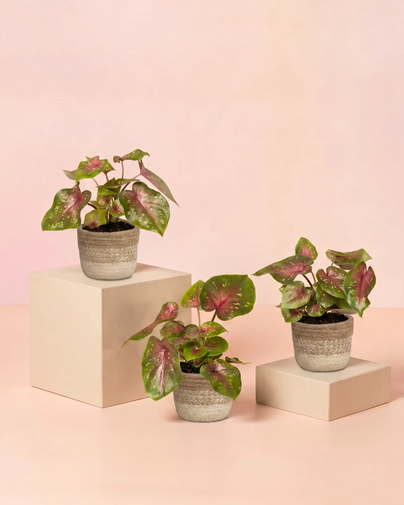feey-baby-caladium-casey-3er-set-zimmerpflanze image 7