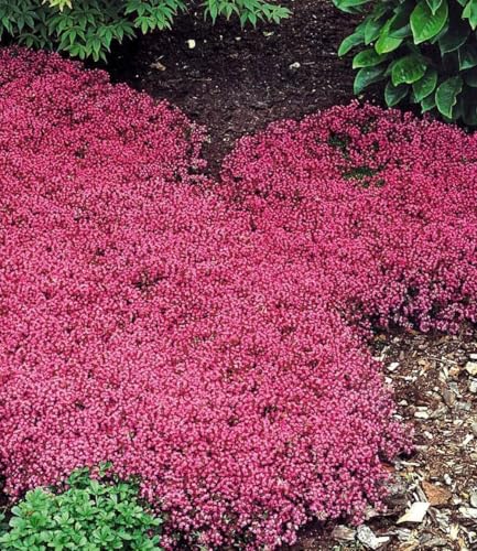 baldur-garten-bodendecker-set-thymian-9er-im-9x9-cm-topf image 7