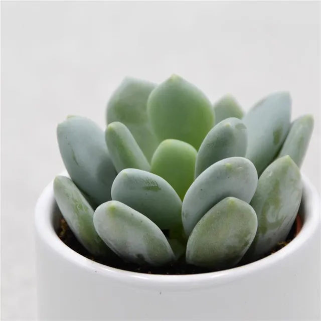 pasiora-pachyphytum-bracteosum-sukkulente-5-5cm-topf image 1