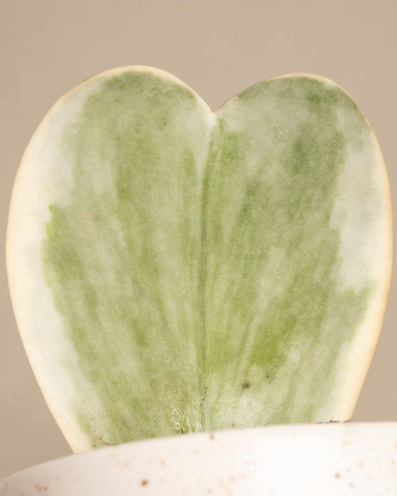 feey-herzblatt-trio-panaschiert-hoya-kerrii-variegata-3-babypflanzen image 7