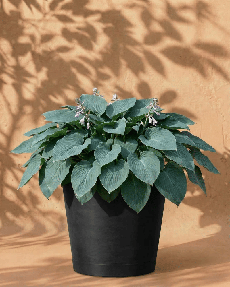 feey-blaue-hosta-funkie-rhizome-zum-pflanzen-bis-1-m image 6