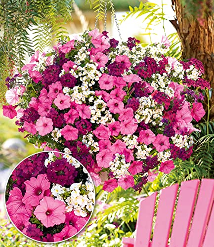 baldur-garten-sommerblumen-set-bubblegum-mix-3-pflanzen-im-10-5-cm-topf image 4