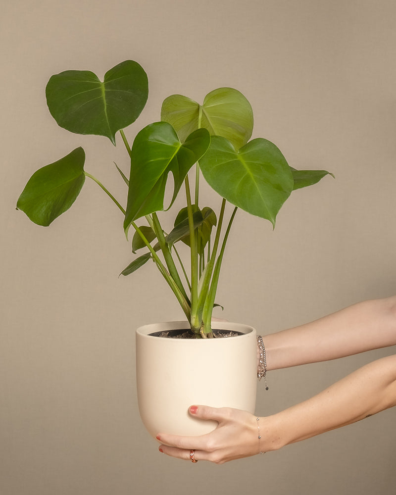 feey-monstera-fensterblatt-zimmerpflanze image 1