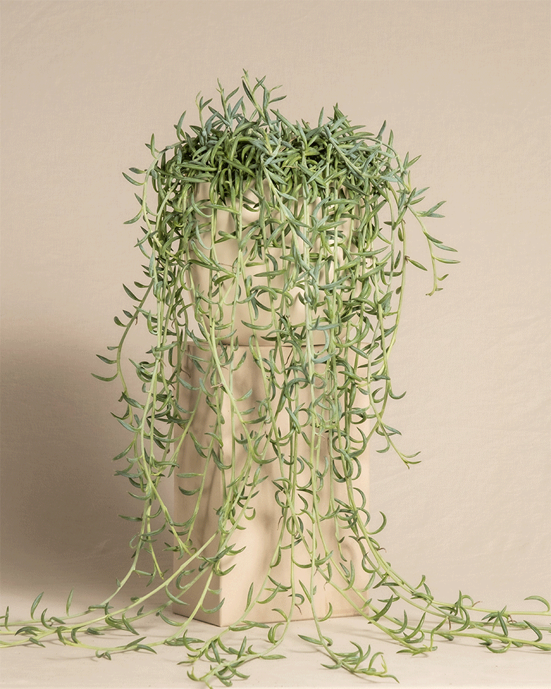 feey-senecio-radicans-string-of-bananas-h-ngepflanze image 6