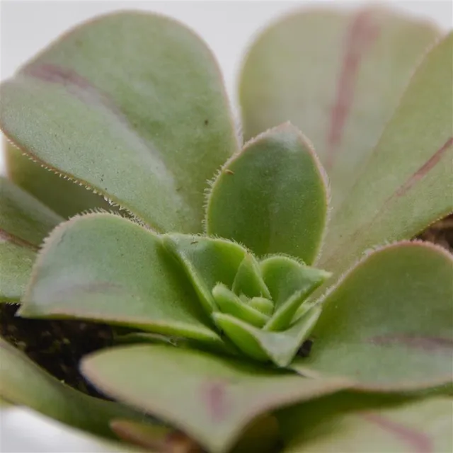 pasiora-aeonium-leucoblepharum-sukkulente-6cm-topf image 1