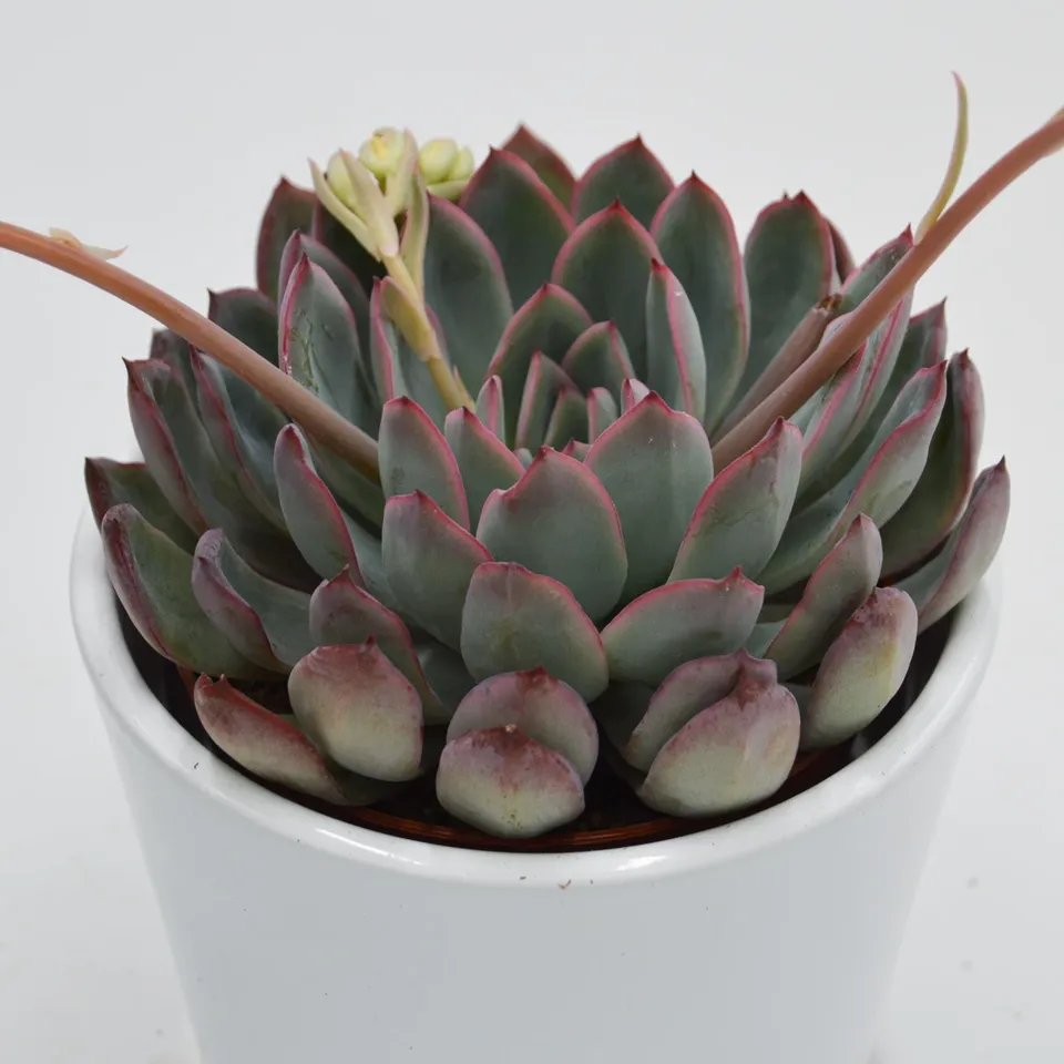 pasiora-echeveria-apus-rosetten-sukkulente-8-5-cm image 1