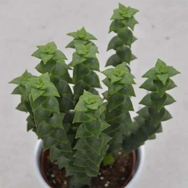 pasiora-crassula-perforata-sukkulente-8-5cm-topf image 1