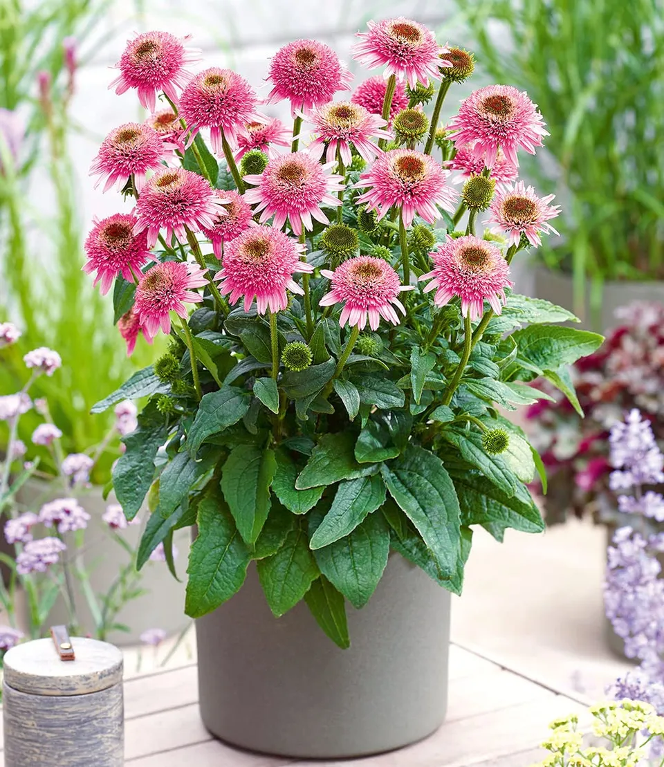 baldur-garten-echinacea-butterfly-kisses-knolle-gr-e-i image 1